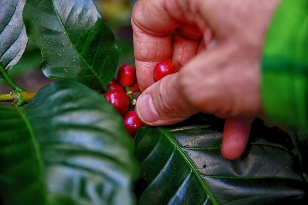 Foto einer Hand, die gerade eine reife Kaffeekirsche vom Strauch pflückt. 